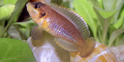 Neolamprologus ocellatus Όγκελλος
