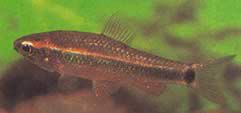 Neolebias axelrodi Axelrod neolebias