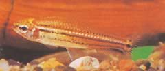 Neolebias trilineatus Αφρικανική χαρακτήρα με τρεις μπάντες
