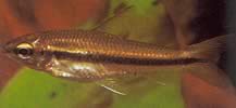 Neolebias unifasciatus Μαύρο Neolebias, αφρικανικό χαρακτήρα σε μια μπάντα