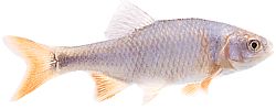 Notropis lutrensis (Αμερικανικό IDE με κόκκινα πτερύγια)