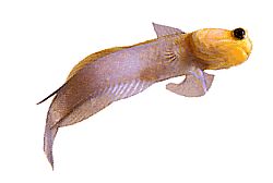 Opistognathus aurifrons (Opistognathe στο μπροστινό Doré)