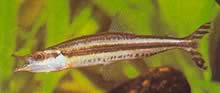 Paraphago rostratus Φάγγο