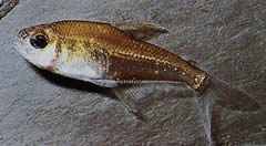 Phenacogaster megalostictus Μεγάλο τζάμι τετ.