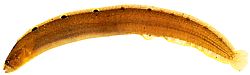 Pholis gunnellus (Γόννη)