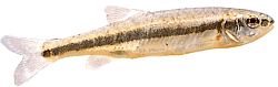 Phoxinus phoxinus Βαϊρόρον