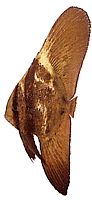 Platax orbicularis