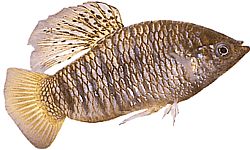 Poecilia nigrofasciata Μαύρη Poecilia