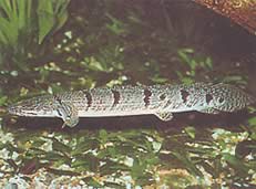 Polypterus delhezi