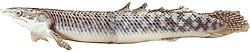 Polypterus palmas Polypterus palmas