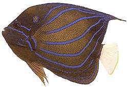 Pomacanthus annularis Δακτύλιος