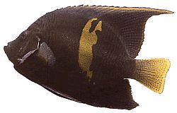Pomacanthus maculosus Ψάρια αγγέλου σε κρουασάν