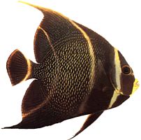 Pomacanthus paru (Γαλλικός άγγελος)