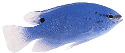 Pomacentrus caeruleus Μπλε-πράσινη κυρία