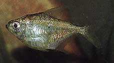 Poptella longipinnis Μακρά πτερύγια Tetra