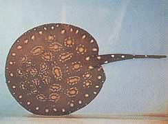 Potamotrygon leopoldi (Γραμμή γλυκού νερού Leopold)