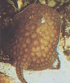 Potamotrygon reticulatus Ανακατασκευασμένη γραμμή γλυκού νερού