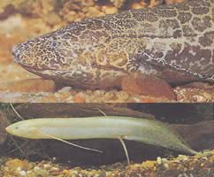 Protopterus aethiopicus aethiopicus Πρωτοεπίστρα της Αιθιοπίας