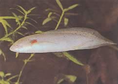 Protopterus annectens annectens Αφρικανικός Dipneuste