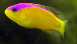 Pseudochromis diadema (Ψευδοχρωμάτων διάδημα)