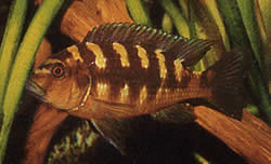 Pseudotropheus crabo (Ψευδοτροφικός χαμαιλέοντας)