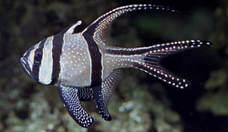 Pterapogon kauderni Apogon του banggaï