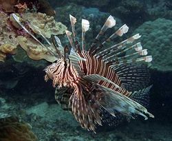 Pterois volitans (Βαθμολόγηση ψαριών)