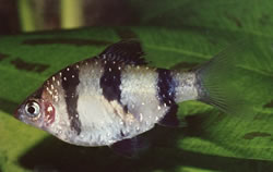 Puntius nigrofasciatus Κόκκινο κεφάλι beardbus, γενειοφόρος nigor