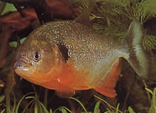 Pygocentrus caribe Ωμοπλάτη Sparanha