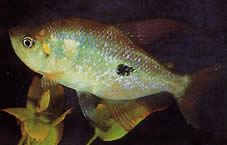 Rhoadsia altipinna (Τετρά-arc-en-ciel)