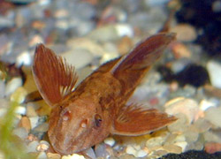 Rineloricaria sp rouge (Κόκκινο rineloricaria)