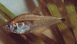 Roeboides paranensis (Hunchback, κεφάλι στο κάτω μέρος της Παραγουάης)