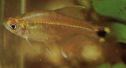 Saccoderma hastata Saccoderma hastata