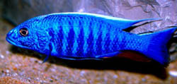 Scianochromis fryeri (Μπλε ηλεκτρικ)
