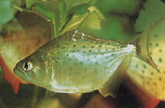 Serrasalmus rhombeus Ο Pacu έβλεπε, λευκό piranha
