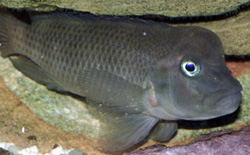 Steatocranus casuarius (Hunchback Head, Helmeted Cichlid, κεφάλι του λιονταριού)