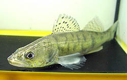 Stizostedion lucioperca (Ταξινομών)