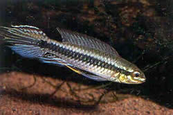 Taeniacara candidi (Υποψήφιος)