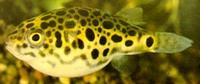 Tetraodon schoutedeni Κονγκό Tetraodon, Leopard Tetraodon