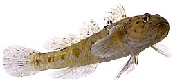 Thorogobius ephippiatus (Λεοπάρδαλη)