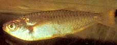 Triportheus albus Tetra-Maker με κίτρινα πτερύγια