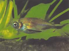 Triportheus rotundatus Στρογγυλό τετράπλευρο