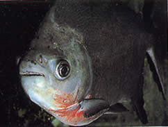 Utiaritichthys sennaebragai Κόκκινη κοιλιά piranha