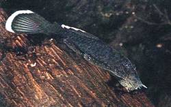 Xenocara dolichoptera (Amazon Xenocara)