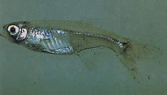 Xenurobrycon macropus (Brycon στο gros-yeux)