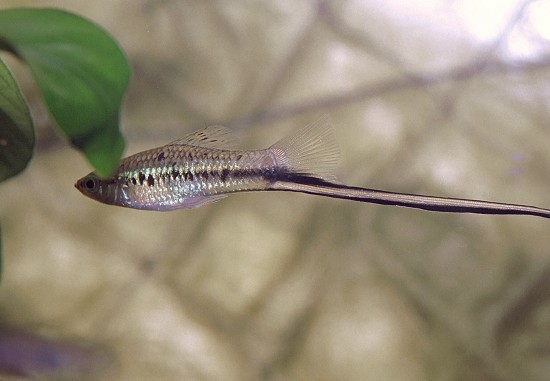 Xiphophorus montezumae Κάτοχος σπαθί Montezuma