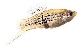 Xiphophorus neuzalanahotl