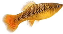Xiphophorus variatus Παπαγάλος