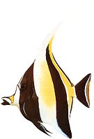 Zanclus canescens (Κόπτων εις φέτας)