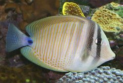 Zebrasoma desjardinii